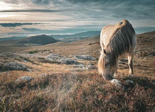 Posljednjih godina Livno postaje sve atraktivnije mjesto za odmor.